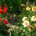 Törpe rózsák