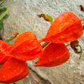 Lampion virág, fotó: Kőszály