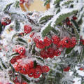 Taksony, havazás, piros bogyó :)