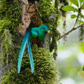 Leselkedő quetzal