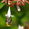 Szorgos méhecske