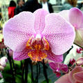 Szlovénia, Dobrovnik, Ocean Orchids, Orchidea Farm, Phalaenopsis
