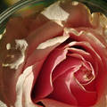 Rózsaszín rózsa