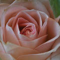 Hamvas rózsaszín rózsa