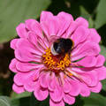 Méhecske, Poszméh a rézvirágon