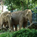 Magyar elefántok