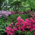 Rododendronok