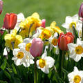 Tavaszi virágok, nárciszok és tulipánok napfürdőben