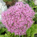 Pompás varjúháj (Sedum spectabile)