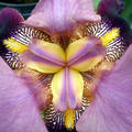 nőszirom (Iris hybrid)