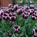 De Keukenhof, Lisse - Holland