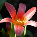 Tulipán