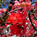 Japánbirs virága