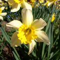 nárcisz, a tavasz egyik első hírnöke