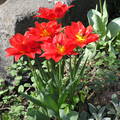 Tulipán
