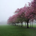 Skócia, Edinburgh, Meadows, Prunus serrulata
