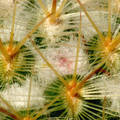 Kaktusz - Mammillaria bombycina