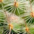 Kaktusz - Mammillaria haageana