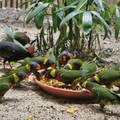 papagájok az állatkertben