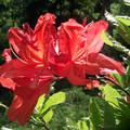 Virágzó rododendron, Jeli arborétum