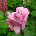 Lila rózsa májusi eső után