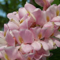 Rózsaszin akácvirág