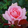 Rózsa esőcseppekkel
