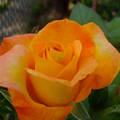Cirmos sárga rózsa
