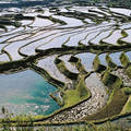 Rizsföldek, Kína