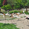 Flamingók, Fővárosi Állat- és Növénykert, Budapest