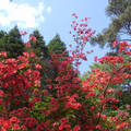 Magyarország, Jeli Arborétum, rododendron