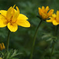 Bidens-yellow crown (egynyári)