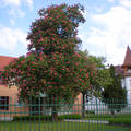 Virágzó fa - Debrecen