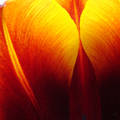 tulipán szirmai