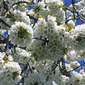 Cseresznyefa virágai