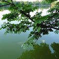 Gesztenyefa,tatai cseke tó partján(Orbán Márk)