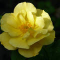 Sárga Rózsa