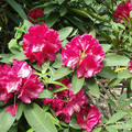 Magyarország, Jeli Arborétum, rododendron