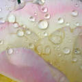 Rózsaszirom eső után