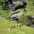 Hegyikecskék a Hohe Tauern Nemzeti Parkban