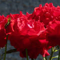 Vörös Rózsa Zalátán