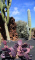Jardin de Cactus, Lanzarote, Kanári-szigetek