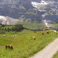 Jungfrau a Milka tehenekkel, Svájc