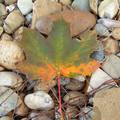 Juharlevél őszi színekben -fotó: Kőszály
