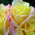 Októberi sárga rózsa