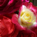 Szépséges rózsáink