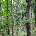 Pécs, Mecsek erdő, fa