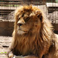oroszlán az Abonyi állatkertben