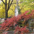 Budapest,Farkasréti temető ősszel