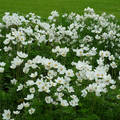 Fehér Virágok